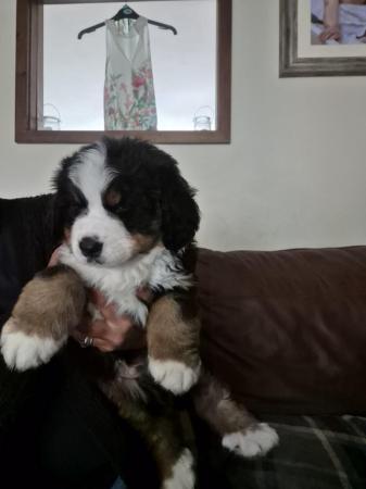 Image 1 of Beautiful Bernese mount dog girl puppy for sale