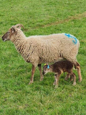 Image 3 of Rare Breed Castlemilk Moorit Sheep
