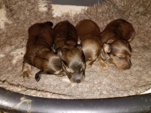 Image 11 of Dachshunds - Miniature Long Haired