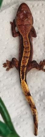 Image 39 of Gecko's Gecko's Geckos!