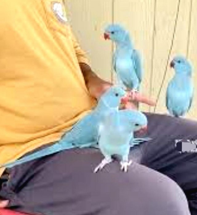 Preview of the first image of Indian ringneck baby birds available.