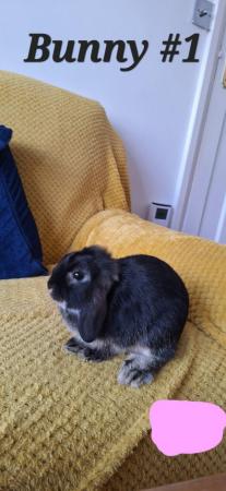 Image 4 of Cute 12 week old mini lops ready to be re-homed
