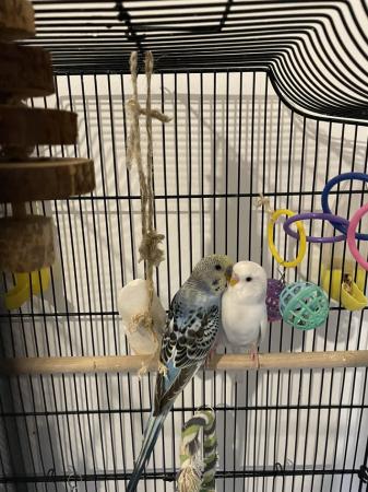 Image 2 of Two budgies with cage!!!
