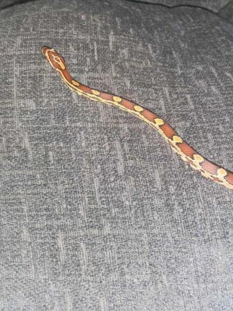 Image 2 of Very cute baby corn snakes (Born 1/12/22)