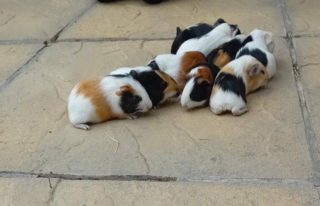 Image 3 of Baby guinea pigs looking for their forever home