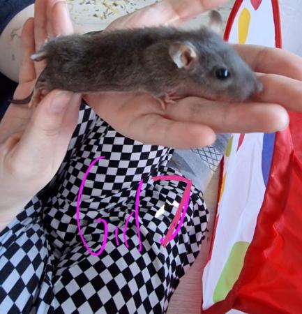 Image 15 of Friendly Female Rat Babies