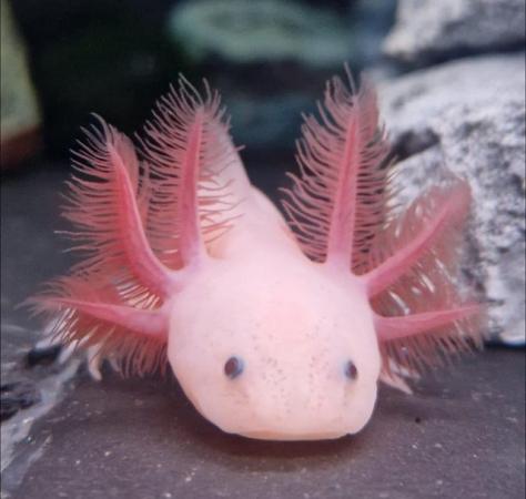 Image 4 of Axolotl babies- variety of different morphs