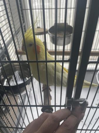 Image 5 of Hand reared cockatiels for sale with cage and food