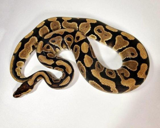 Image 2 of Ball Pythons / Royal Pythons (various morphs)