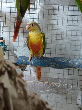 Image 11 of Beautiful healthy conures with dna