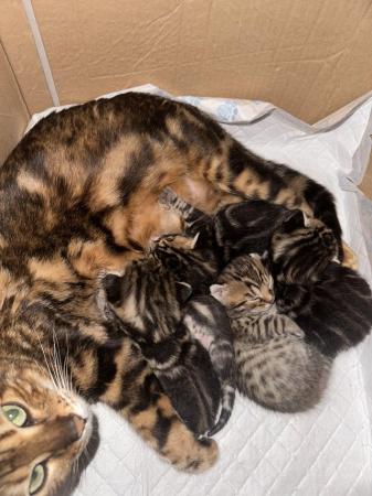 Image 2 of Bengal cross kittens ready to leave in 5 week