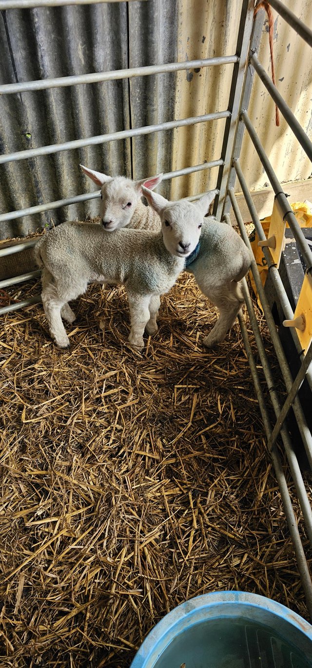 Preview of the first image of Cade lambs texel cross male and female.