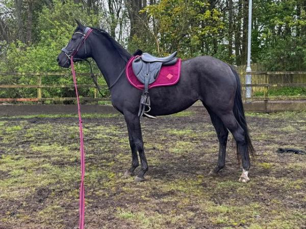 Image 2 of Ember 16hh Thoroughbred Mare, Project