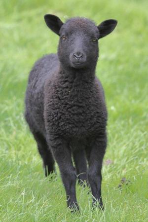 Image 1 of Registered Shetland Lambs and Shearlings