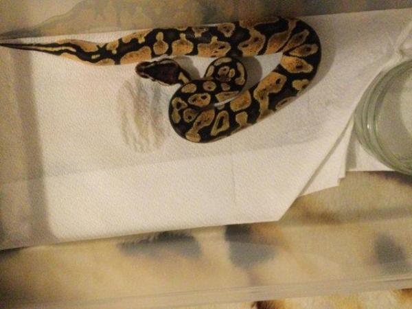 Image 5 of Mojave pastel het ghost baby ball python