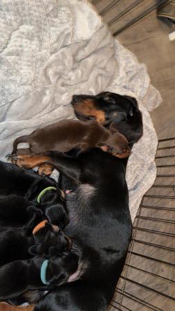 Image 9 of 4 x Black and Tan male daschund puppies for sale £800