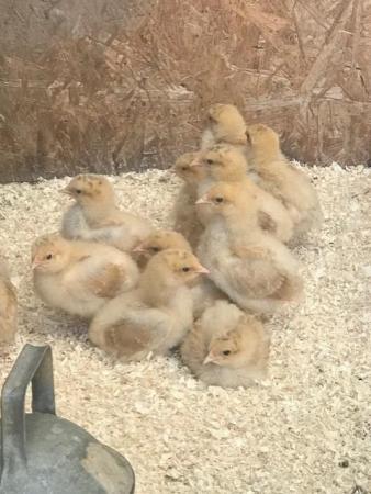 Image 6 of Buff Orpington Chicken (Large Fowl) Hatching Eggs x 6 eggs