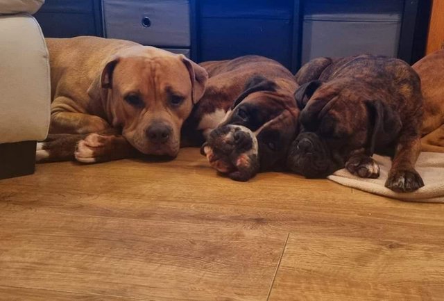 Image 5 of Boxer female brindle and white for sale