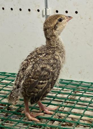 Image 2 of Chukar partridge chicks for sale