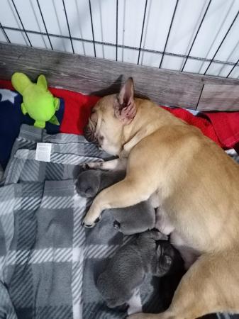 Image 6 of French bulldog puppies ready in 3 weeks