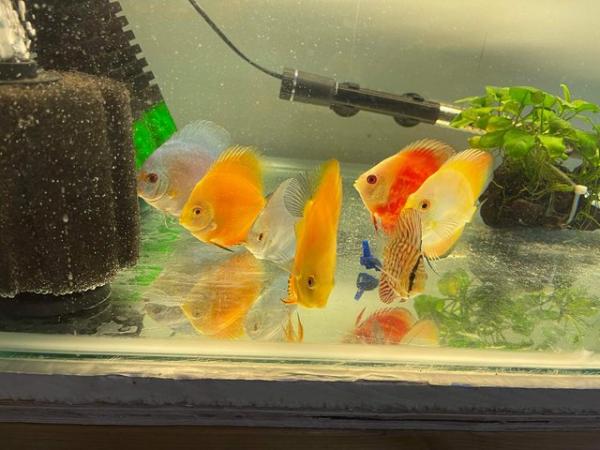 Image 2 of Fish room shut down - Discus, tetras, snakeheads + more
