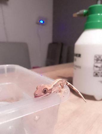 Image 3 of Lily White Crested Gecko for sale £100