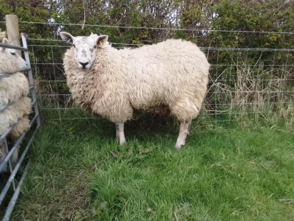 Image 3 of Year old texel x north country mule wether
