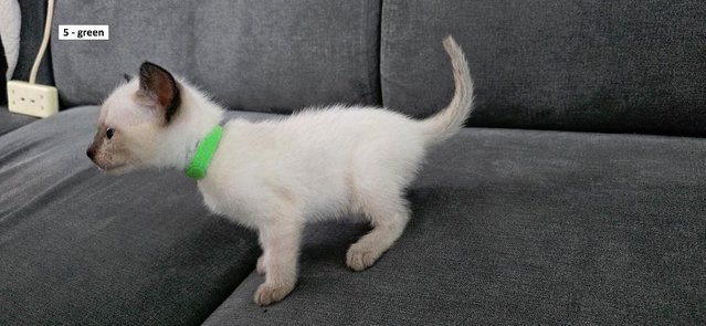 Image 19 of 5 Male Siamese kittens for sale - 2 LEFT - RED and GREEN