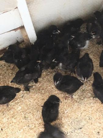 Image 2 of Copper black marans chicks for sale for dark brown eggs
