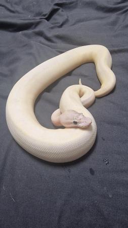 Image 4 of Royal Python Hatchlings CB23 for Sale