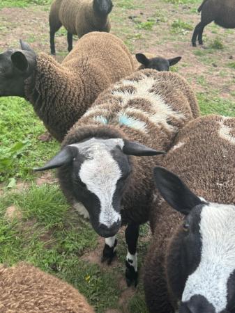Image 1 of Dutch spotted pedigree ram lambs