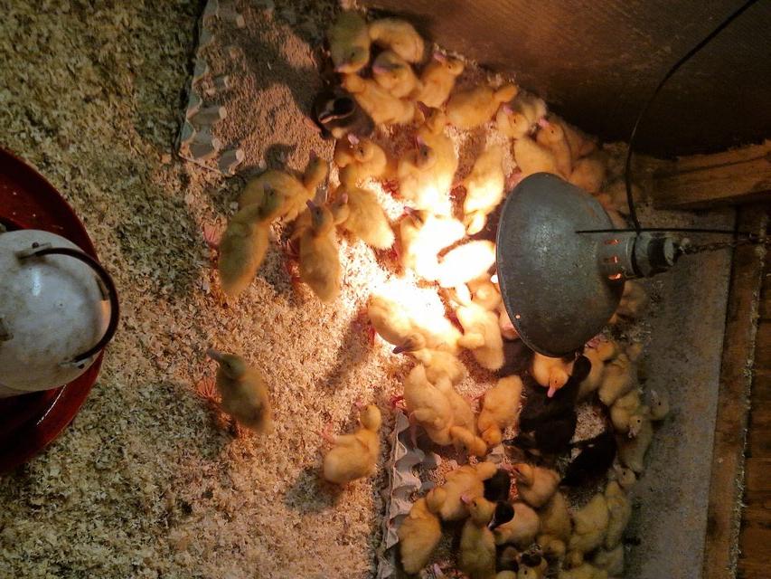 Preview of the first image of Day old female ducklings for sale.