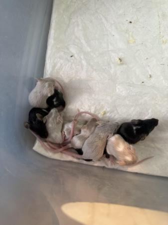 Image 3 of Lovely baby mice male and female avalible