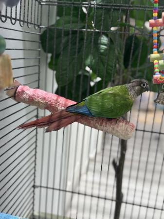 Image 4 of Young Conure with large cage and stand