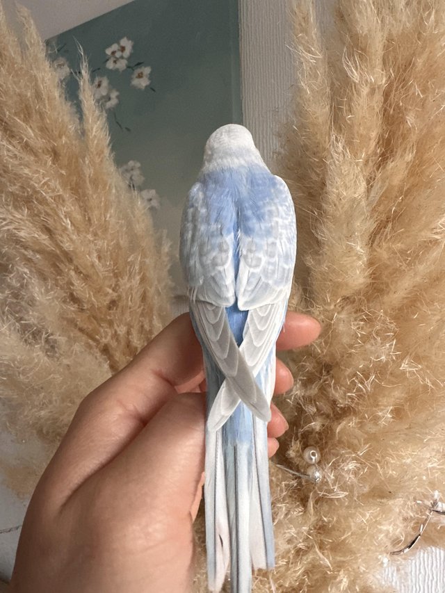 Preview of the first image of Hand tame young baby budgie.