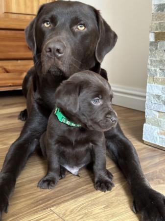 Image 21 of *SOLD*KC Registered Chocolate Labrador Retriever puppies