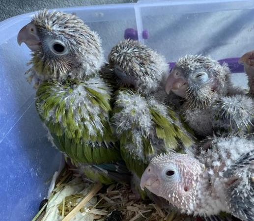 Image 9 of Baby conures for sale -incredibly tame, healthy and young