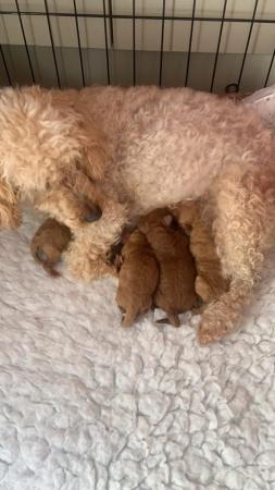 Image 5 of 3 Red Toy poodle puppies