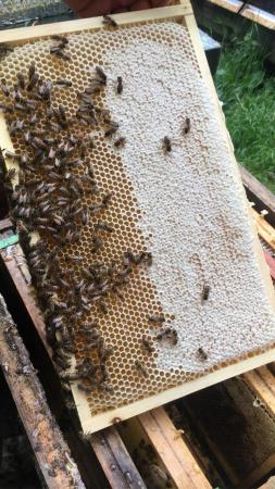 Image 37 of Overwintered Bee Nucs on five frames