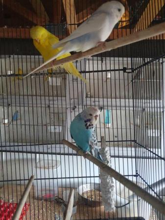 Image 4 of Selection of budgies available