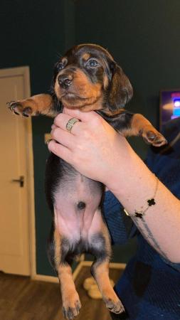 Image 2 of 4 x Black and Tan male daschund puppies for sale £800
