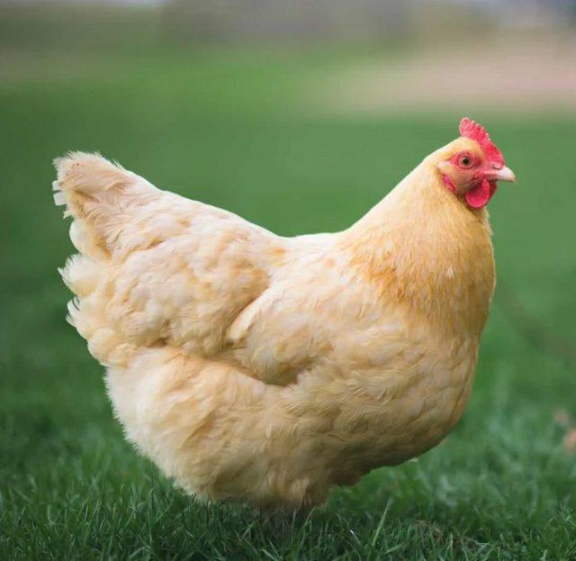 Preview of the first image of Buff Orpington chicken - rare breed chickens.