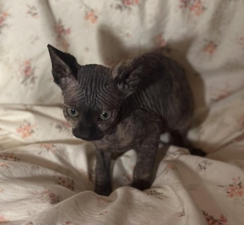 Image 7 of Sphynx kittens beautiful temperaments and colours