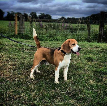 Image 11 of STUNNING CHUNKY KC BEAGLE PUPPIES READY NOW