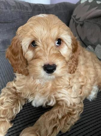 Image 1 of 1 Stunning Miniature Cockapoo Puppy - Fully Vaccinated