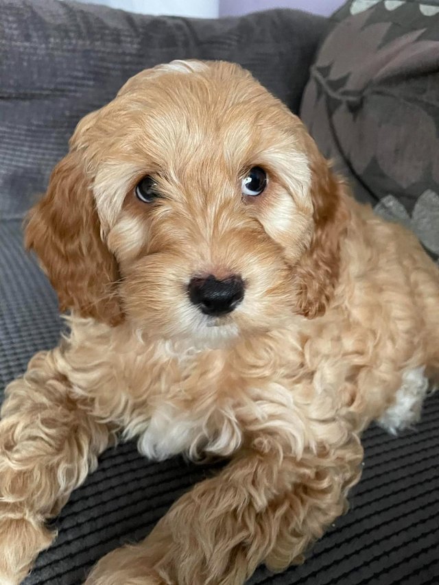 Preview of the first image of Stunning Miniature Cockapoo Puppies Vaccines, 4 wks insuranc.
