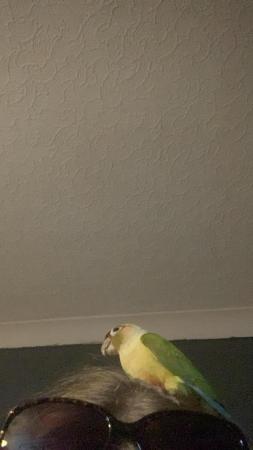 Image 1 of Pineapple conures with cage