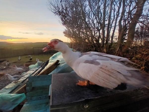 Image 1 of 4 muscovy ducks for sale and a drake