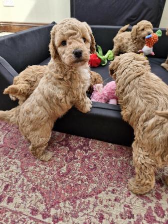 Image 10 of Beautiful Red Poodle Puppies READY THIS WEEKEND.