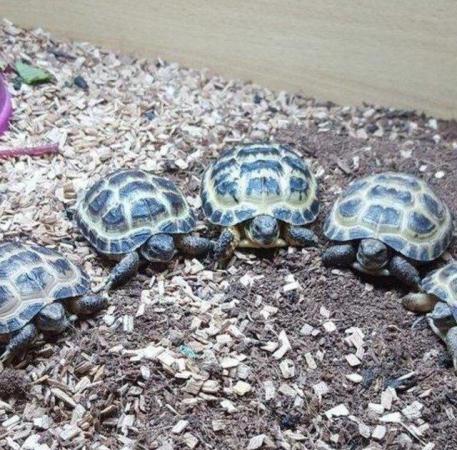 Image 1 of Horsefield Tortoise available now